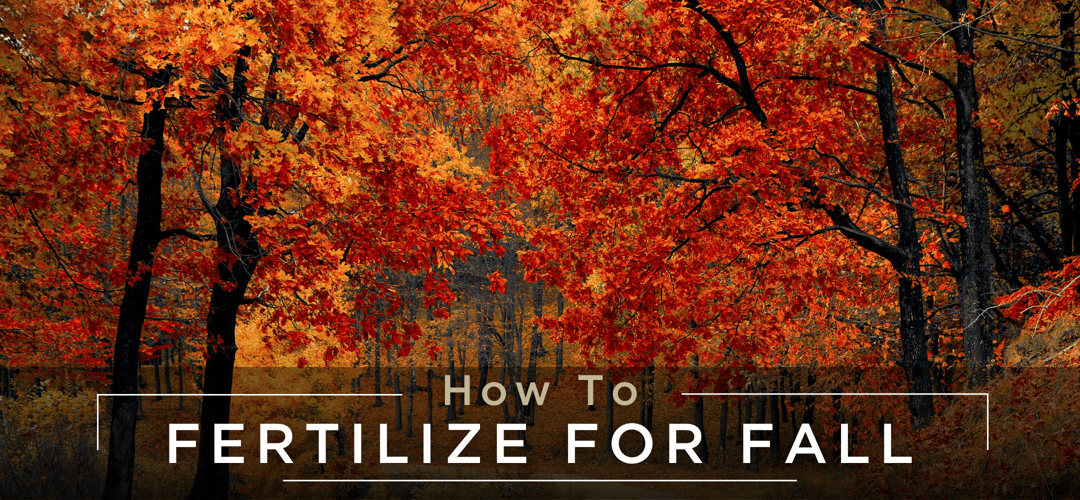 How To Fertilize For Fall